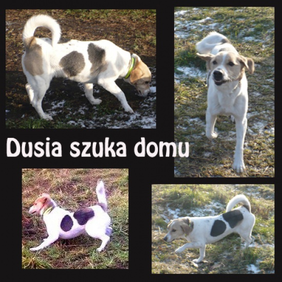 Urocza DUSIA szuka dobrego domu